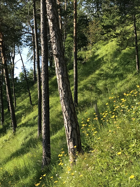 lichter-Wald-Kyburg460